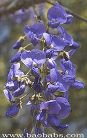 Bolusanthus speciosus